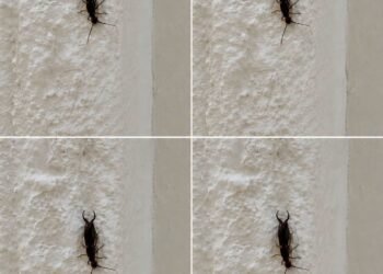 Warning! If you have found this insect in your home, it’s a sign that you need to…