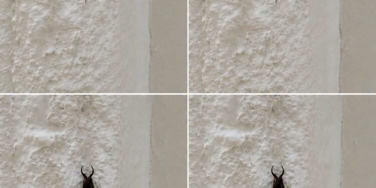 Warning! If you have found this insect in your home, it’s a sign that you need to…