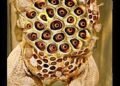 Surinam toad