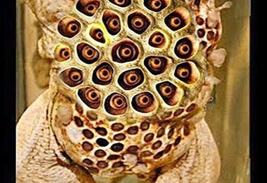 Surinam toad