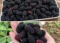 Most People Don’t Know This Fruit Exists But It May Support Eye Health and Blood Pressure Naturally