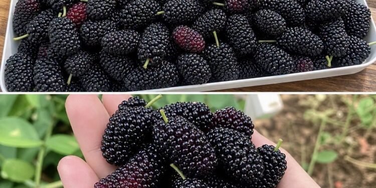 Most People Don’t Know This Fruit Exists But It May Support Eye Health and Blood Pressure Naturally
