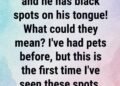 Black Spots on Your Dog’s Tongue: What They Usually Mean and When to Call the Vet