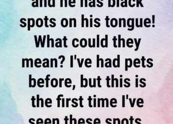 Black Spots on Your Dog’s Tongue: What They Usually Mean and When to Call the Vet