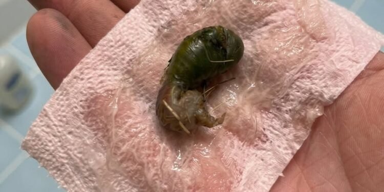 We found this in our bathroom. When I first saw it, I was really scαred.
