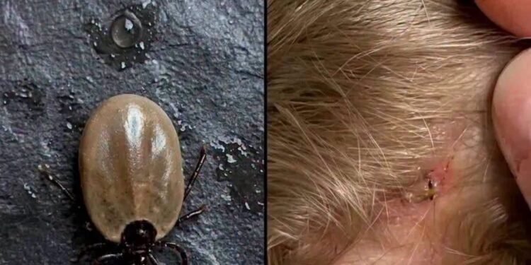 Does Anyone Know What Kind of Insect This Is?