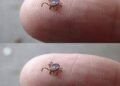 The Tick With the White Spot: What Parents Should Know After Finding One