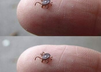 The Tick With the White Spot: What Parents Should Know After Finding One
