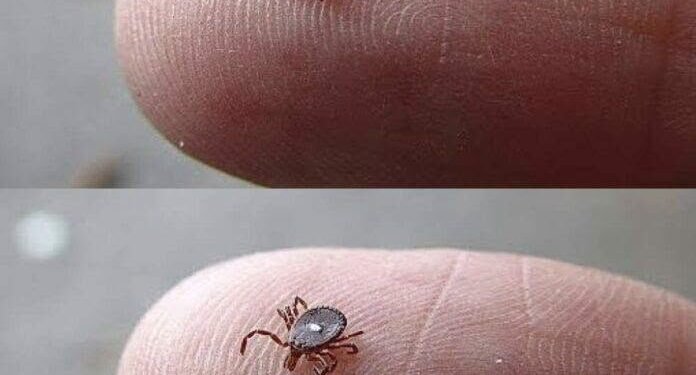 The Tick With the White Spot: What Parents Should Know After Finding One