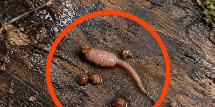 I was cooking ground beef and when I took it out of the pan, I noticed a strange object that didn’t look like beef.