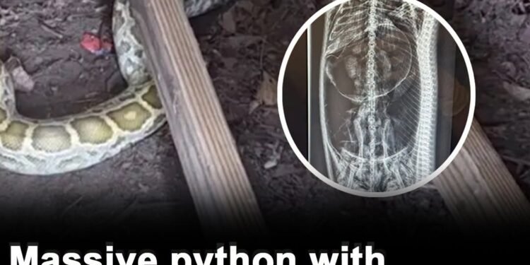 Massive python with swollen belly found under family’s shed — X-ray reveals its last meal