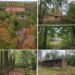 40-Acre Michigan Property Borders County Forest Land and Includes a Cabin and Pond