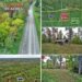 Remote Maine Woodland Property With Tiny Log Cabin, Alder Brook Frontage, and 3,095 Feet of Road Frontage