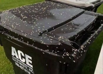 I Thought It Was Rice on My Garbage Can—Then It Started Moving