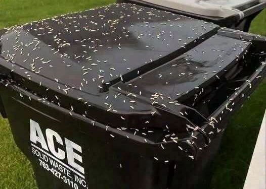 I Thought It Was Rice on My Garbage Can—Then It Started Moving