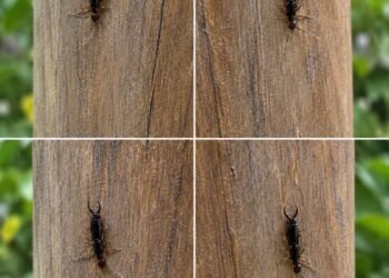 If You Find This Insect in Your Home, Here’s What It Could Mean
