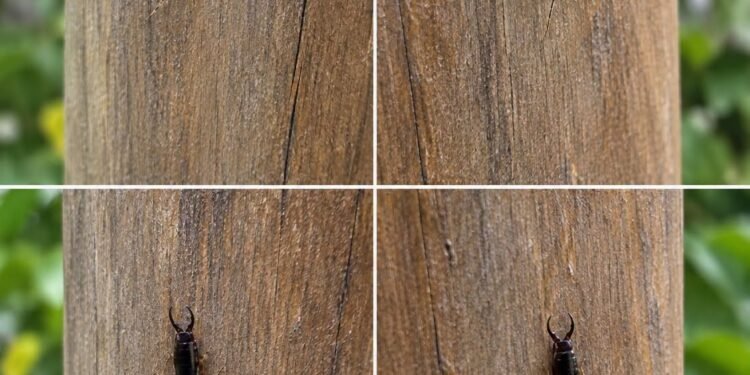 If You Find This Insect in Your Home, Here’s What It Could Mean
