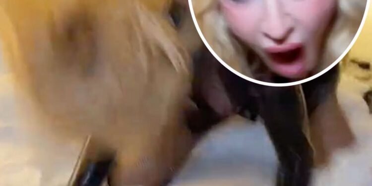 Madonna sparks furious fan reactions as she crawls across a bed on all fours in “disgusting” video