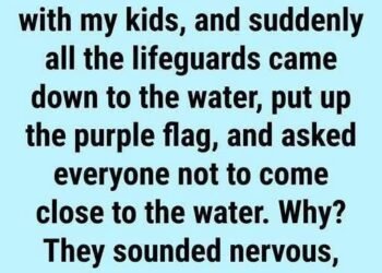 Why You May See a Purple Flag at the Beach: Understanding Ocean Safety and Marine Life Warnings