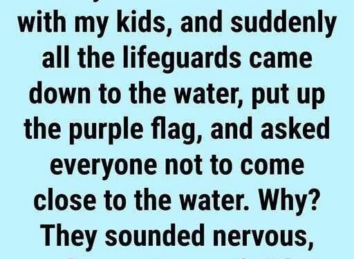 Why You May See a Purple Flag at the Beach: Understanding Ocean Safety and Marine Life Warnings