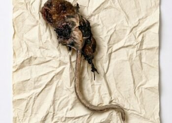 I was walking my puppy at 1:30 AM, and once we got home, I pulled this out of his mouth. What is it?