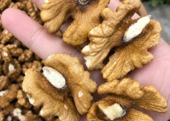 Doctors reveal that eating walnuts causes