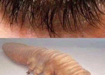 These are the consequences of sleeping with the…